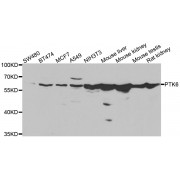 Western blot analysis of extracts of various cell lines, using PTK6 antibody (abx006994) at 1/1000 dilution.