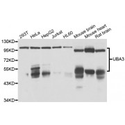 Western blot analysis of extracts of various cell lines, using UBA3 antibody (abx007000) at 1/1000 dilution.