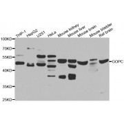 Western blot analysis of extracts of various cell lines, using GOPC antibody (abx007006) at 1/1000 dilution.