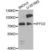 Western blot analysis of extracts of various cell lines, using IFFO2 antibody (abx007019) at 1/1000 dilution.