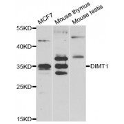 Western blot analysis of extracts of various cell lines, using DIMT1 antibody (abx007030) at 1/1000 dilution.