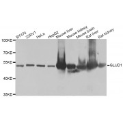 Western blot analysis of extracts of various cell lines, using GLUD1 antibody (abx007034) at 1/1000 dilution.