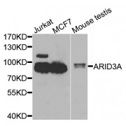 Western blot analysis of extracts of various cell lines, using ARID3A antibody (abx007038) at 1/1000 dilution.