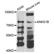 Western blot analysis of extracts of various cell lines, using ANKS1B antibody (abx007071) at 1/1000 dilution.