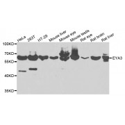 Western blot analysis of extracts of various cell lines, using EYA3 antibody (abx007085) at 1/1000 dilution.