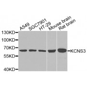 Western blot analysis of extracts of various cell lines, using KCNS3 antibody (abx007090) at 1/1000 dilution.