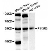 Western blot analysis of extracts of various cell lines, using PIK3R3 antibody (abx007097) at 1/1000 dilution.