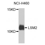 Western blot analysis of extracts of NCI-H460 cells, using LSM2 antibody (abx007108) at 1/1000 dilution.
