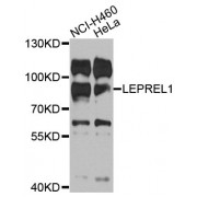 Western blot analysis of extracts of various cell lines, using LEPREL1 antibody (abx007118) at 1/1000 dilution.