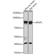 Western blot analysis of extracts of various cell lines, using APLP1 antibody (abx007166) at 1/1000 dilution.