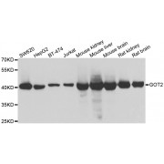 Western blot analysis of extracts of various cell lines, using GOT2 antibody (abx007168) at 1/1000 dilution.