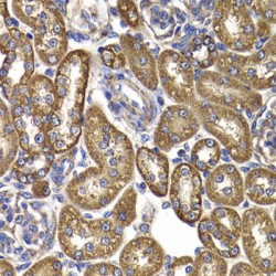 Aspartate Aminotransferase, Mitochondrial (GOT2) Antibody