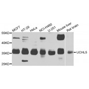Western blot analysis of extracts of various cell lines, using UCHL5 antibody (abx007186) at 1/1000 dilution.