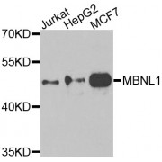 Western blot analysis of extracts of various cell lines, using MBNL1 antibody (abx007188) at 1/1000 dilution.