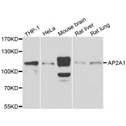 Western blot analysis of extracts of various cell lines, using AP2A1 antibody (abx007190) at 1/1000 dilution.