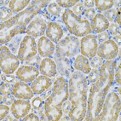 AP-2 Complex Subunit Alpha-1 (AP2A1) Antibody