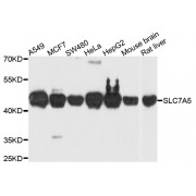 Western blot analysis of extracts of various cell lines, using SLC7A5 antibody (abx007200) at 1/1000 dilution.