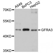 Western blot analysis of extracts of various cell lines, using GFRA3 antibody (abx007218) at 1/1000 dilution.