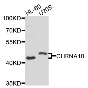 Western blot analysis of extracts of various cell lines, using CHRNA10 antibody (abx007224) at 1/1000 dilution.
