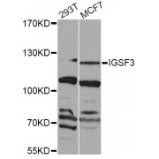 Western blot analysis of extracts of various cell lines, using IGSF3 Antibody (abx007231) at 1/1000 dilution.