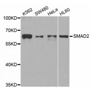 Western blot analysis of extracts of various cell lines, using SMAD2 antibody (abx007233) at 1/1000 dilution.