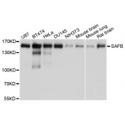 Western blot analysis of extracts of various cell lines, using SAFB antibody (abx007238) at 1/1000 dilution.