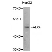 Western blot analysis of extracts of HepG2 cells, using ALX4 antibody (abx007244) at 1:3000 dilution.