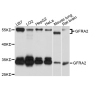 Western blot analysis of extracts of various cell lines, using GFRA2 antibody (abx007289) at 1/1000 dilution.