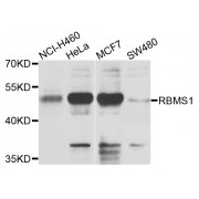 Western blot analysis of extracts of various cell lines, using RBMS1 antibody (abx007302) at 1/1000 dilution.
