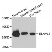 Western blot analysis of extracts of various cell lines, using ELAVL3 antibody (abx007307) at 1/1000 dilution.