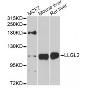 Western blot analysis of extracts of various cell lines, using LLGL2 antibody (abx007321) at 1/1000 dilution.