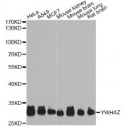 Western blot analysis of extracts of various cell lines, using YWHAZ Antibody (abx007346) at 1/1000 dilution.