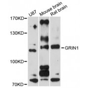 Western blot analysis of extracts of various cell lines, using GRIN1 antibody (abx007349) at 1/1000 dilution.