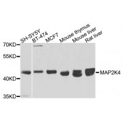 Western blot analysis of extracts of various cell lines, using MAP2K4 antibody (abx007351) at 1/1000 dilution.