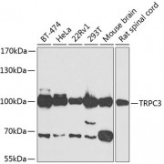 Western blot analysis of extracts of various cell lines, using TRPC3 antibody (abx123036) at 1/500 dilution.