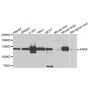 Western blot analysis of extracts of various cell lines, using AARS antibody (abx123040) at 1/1000 dilution.