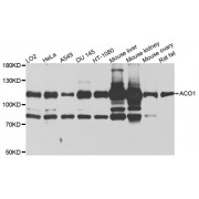 Western blot analysis of extracts of various cell lines, using ACO1 antibody (abx123042) at 1/1000 dilution.