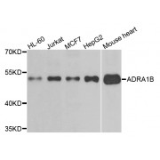 Western blot analysis of extracts of various cell lines, using ADRA1B antibody (abx123043) at 1/500 dilution.