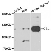 Western blot analysis of extracts of various cell lines, using CBL antibody (abx123048) at 1/1000 dilution.