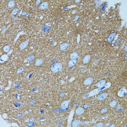 Syntaxin-1A (STX1A) Antibody