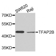Western blot analysis of extracts of various cell lines, using TFAP2B antibody (abx123058) at 1/500 dilution.