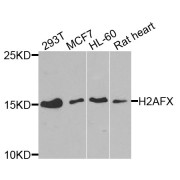 Western blot analysis of extracts of various cell lines, using H2AFX antibody (abx123069) at 1/1000 dilution.