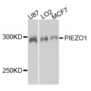 Western blot analysis of extracts of various cell lines, using PIEZO1 antibody (abx123073) at 1/1000 dilution.