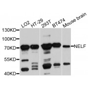 Western blot analysis of extracts of various cell lines, using NSMF antibody (abx123124) at 1/1000 dilution.