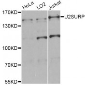 Western blot analysis of extracts of various cell lines, using U2SURP Antibody (abx123148) at 1/1000 dilution.