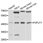 Western blot analysis of extracts of various cell lines, using POFUT1 antibody (abx123179) at 1/1000 dilution.