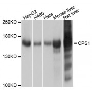 Western blot analysis of extracts of various cell lines, using CPS1 antibody (abx123233) at 1/1000 dilution.