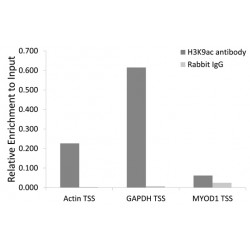 Histone H3 Acetyl-Lys9 (H3 AcK9) Antibody