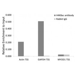 Histone H4 Acetyl-Lys8 (H4 AcK8) Antibody