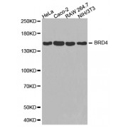 Western blot analysis of extracts of various cell lines, using BRD4 antibody (abx123404).